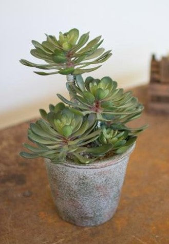 Pack Of 2 Lifelike Artificial Zwartkop Succulent Blooms Botanicas In Earth Pots
