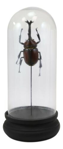 Entomology Rhino Beetle Faux Taxidermy Sculpture in Victorian Glass Dome Cloche