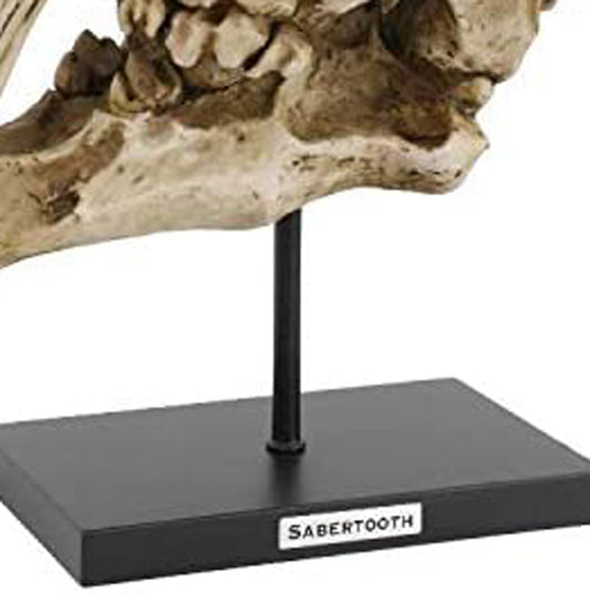 Sabertooth Tiger Cat Fossil Skull Skeleton Replica Statue With Museum Pole Mount - Ebros Gift