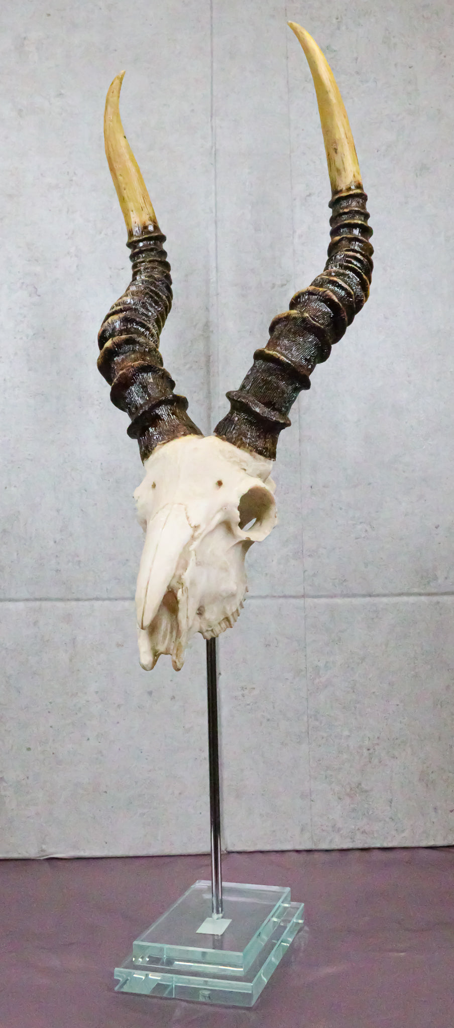 Vintage Faux Taxidermy Kudu Antelope Skull On Museum Pole Mount With Glass Base