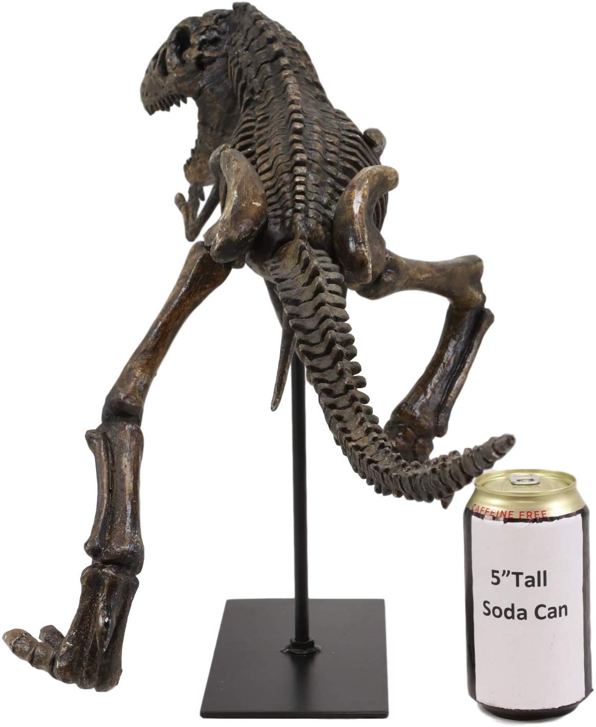 Ebros Jurassic Dinosaur Tyrannosaurus Rex Fossil Skeleton Statue On Museum Mount 24"L - Ebros Gift