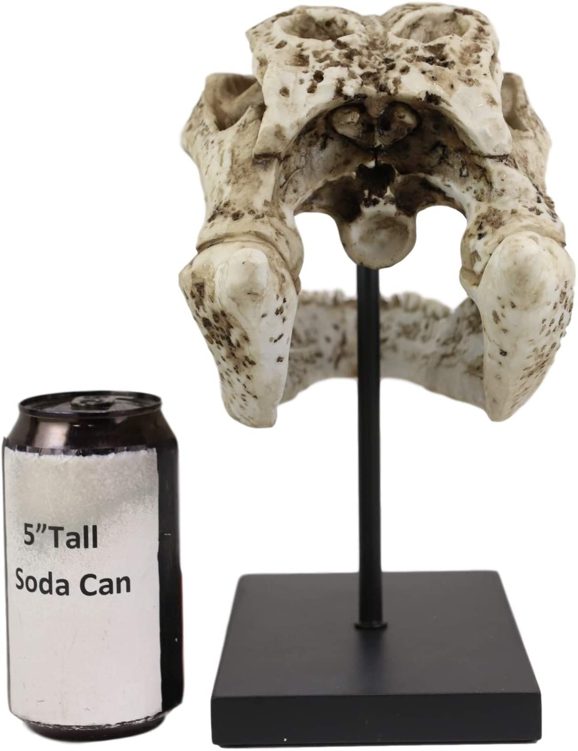 Ebros Faux Taxidermy Alligator Fossil Skull Baring Jaws and Teeth Statue 14.5"L