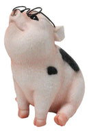 Adorable Realistic Animal Farm Napoleon Fat Piglet Pig Wearing Glasses Figurine