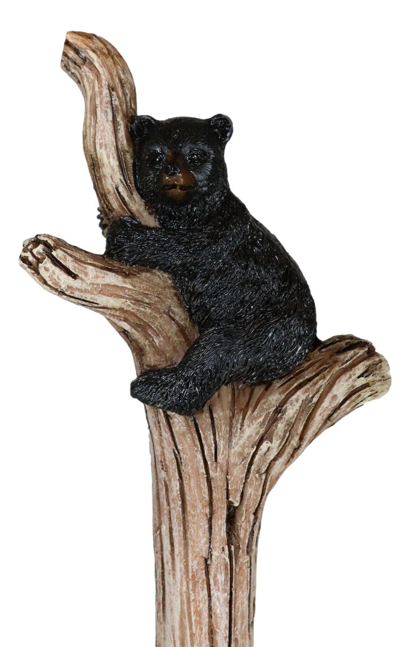 Woodland Black Bear Cubs Climbing On Tree In Pine Forest Paper Towel Holder