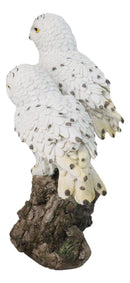 12-Inch Snowy Winter Spotted Owl Couple Figurine on Snow-Covered Tree Branch