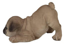 Realistic Lifelike Adorable Fawn Pug Puppy Dog Crouching Playfully Figurine