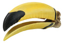 Realistic Faux Toco Toucan Skull with Yellow and Black Beak Sculpture 9" L