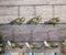 Set Of 6 Nautical Sea Grey Seals Ocean Marine Wall Decor Tree Ornaments