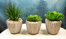 Set Of 3 Realistic Artificial Botanica Fern Succulents Plant In Grey Cement Pots