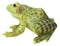 Amphibian Wild Creatures Realistic Green Frog Decorative Figurine