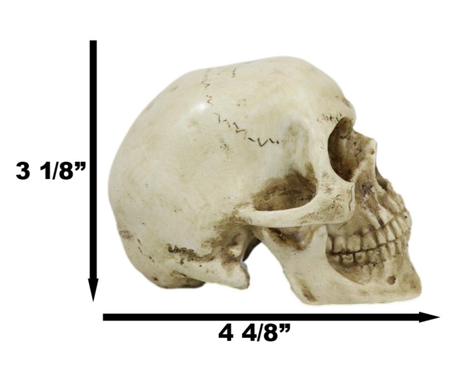 Ebros Paleoanthropology Homosapien Mini Skull Collectible Figurine 4.5"L