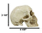 Ebros Paleoanthropology Homosapien Mini Skull Collectible Figurine 4.5"L