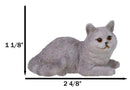 Realistic Feline British Shorthair Grey Kitty Cat Kitten Resting Mini Figurine