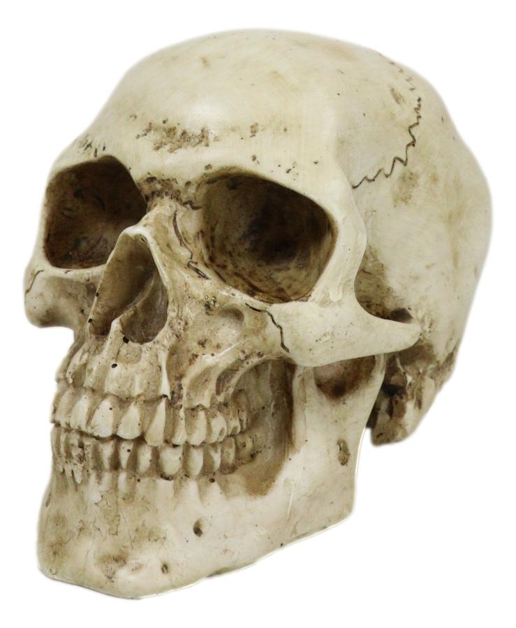 Ebros Paleoanthropology Homosapien Mini Skull Collectible Figurine 4.5"L