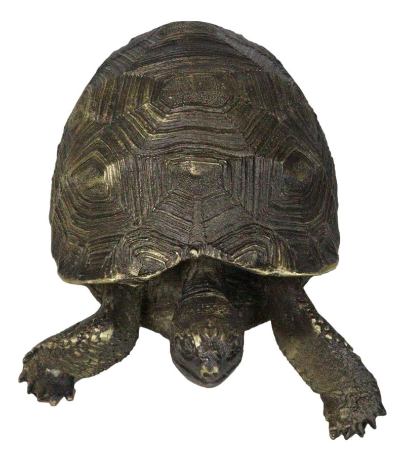 Marine Reptile Lifelike Galapagos Tortoise Taxidermy Replica Figurine 8"L