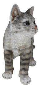 Standing Feline Gray Tabby Cat Kitten Figurine With Realistic Glass Eyes Decor