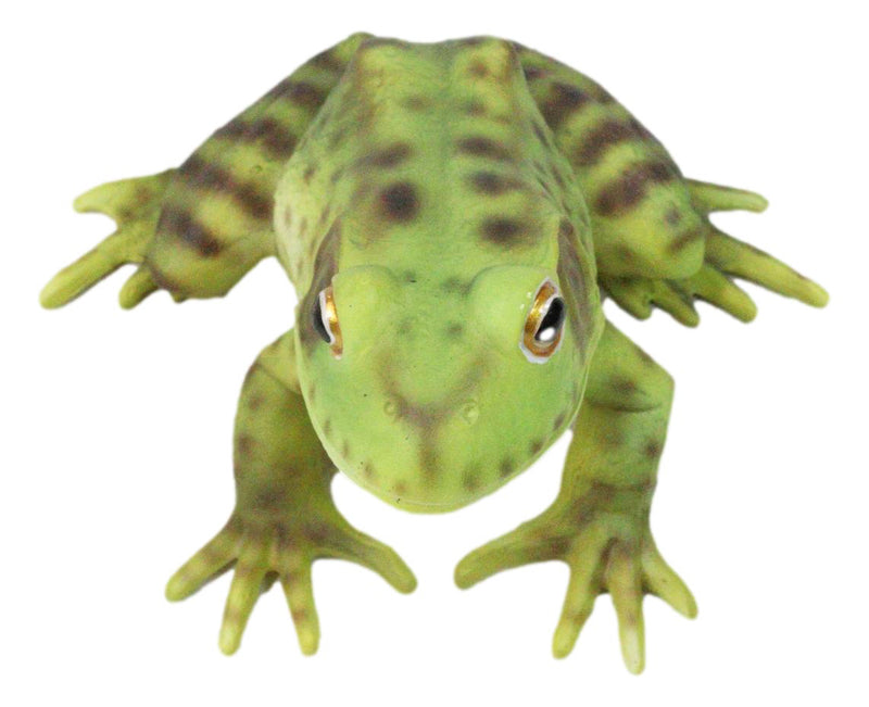 Amphibian Wild Creatures Realistic Green Frog Decorative Figurine