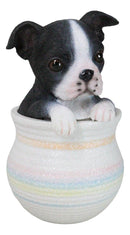 Black White Tuxedo Boston Terrier Puppy Dog Figurine With Glass Eyes Pup In Pot