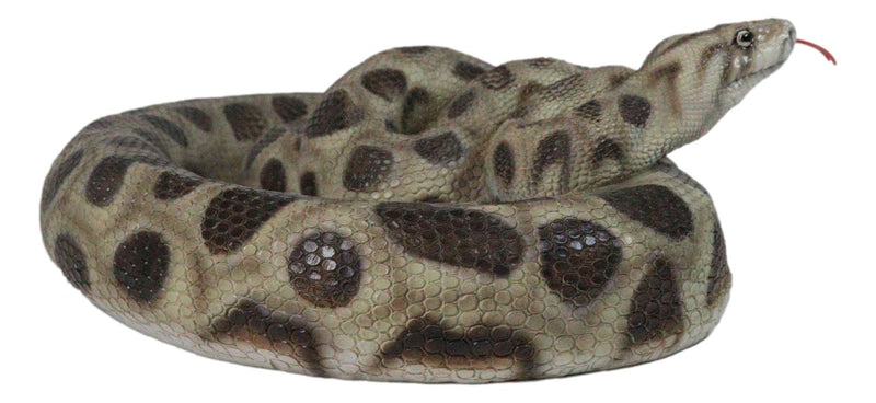 Realistic Ferocious Coiled Boa Snake Hand Painted Taxidermy Statue 17"L