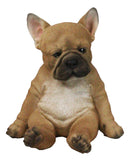 Laid Back Sitting Realistic Adorable French Bulldog Puppy Dog Figurine 7.5"H