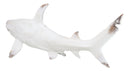 Nautical Ocean Marine Great White Shark Swimming Antiqued White Figurine 19.5"L
