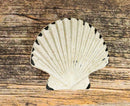Set Of 6 Distressed White Marine Seashell Clam Brass Cabinet Door Pull Knobs