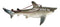 Set Of 6 Great White Sharks Ocean Marine Wall Hanging Decor Tree Ornaments