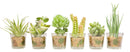 Set Of 6 Realistic Lifelike Artificial Faux Botanica Succulents In Glass Pots