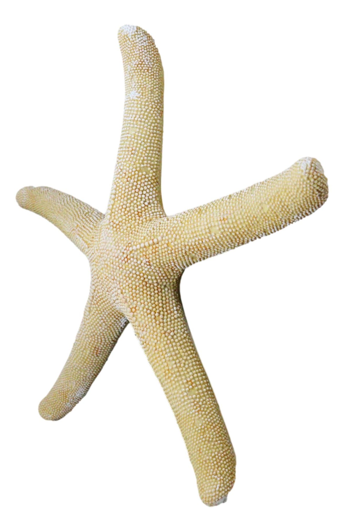 Nautical Marine Ocean Coral Yellow Sea Star Shell Starfish Wall Plaque Sculpture
