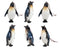 Set Of 6 Nautical Emperor Penguins Ocean Marine Wall Decor Tree Ornaments