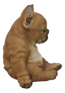 Laid Back Sitting Realistic Adorable French Bulldog Puppy Dog Figurine 7.5"H