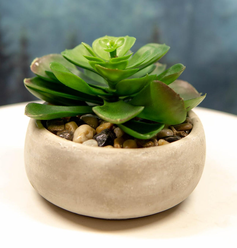 rare succulent live plants Set of 4 Realistic Artificial Botanica Plants Succulents in Cement Pot– Ebros Gift