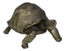 Marine Reptile Lifelike Galapagos Tortoise Taxidermy Replica Figurine 8"L
