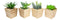 Set of 4 Realistic Artificial Botanica Green Succulents In Wooden Pots 4.75"H