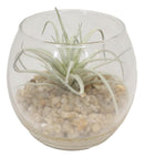 Set Of 6 Realistic Artificial Botanica Succulents Plants In Round Glass Pots