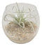 Set Of 6 Realistic Artificial Botanica Succulents Plants In Round Glass Pots