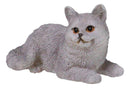 Realistic Feline British Shorthair Grey Kitty Cat Kitten Resting Mini Figurine