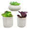 Set Of 3 Colored Realistic Artificial Botanica Succulents Plant In Textured Pots