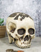 Western Cowboy Rodeo Skull Statue 6.75"Long Day Of The Dead Skull Figurine