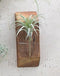 Set of 5 Realistic Artificial Faux Botanica Air Plants Fern Grass Succulents 8"