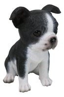 Realistic Miniature Boston Terrier Puppy Statue 6.25"Tall Animal Dog Collectible