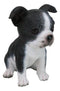 Realistic Miniature Boston Terrier Puppy Statue 6.25"Tall Animal Dog Collectible