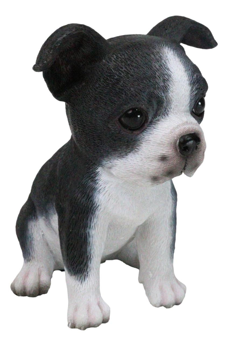 Realistic Miniature Boston Terrier Puppy Statue 6.25"Tall Animal Dog Collectible