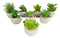 Set Of 8 Realistic Mini Artificial Botanica Green Succulents In Pots 2.25"H