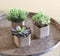 Set Of 3 Realistic Lifelike Artificial Botanica Succulents In Square Pots 6"H