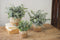 Set Of 3 Realistic Artificial Botanica Fern Eucalyptus Plant In Chic Woven Pots