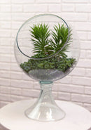 Contemporary Clear Glass Globe Storage Display Bowl 16"H Fruits Succulents