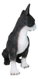 Large Realistic Tuxedo Boston Terrier Statue 15"Tall Animal Dog Collectible
