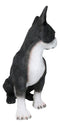 Large Realistic Tuxedo Boston Terrier Statue 15"Tall Animal Dog Collectible