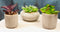 Set Of 3 Colored Realistic Artificial Botanica Succulents Plant In Textured Pots